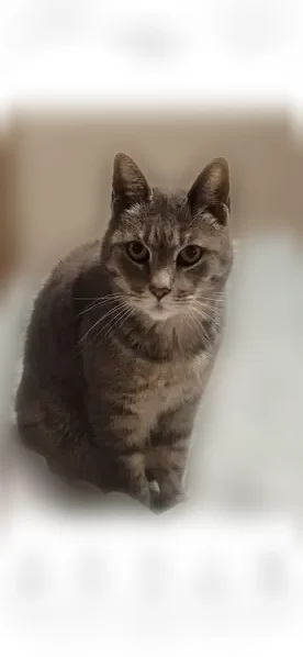 Lost cat, Manor Avenue, 1304, Hanford - gray striped female - photo