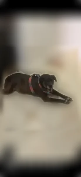 Lost dog, President Street, 1711, Brooklyn - female - photo
