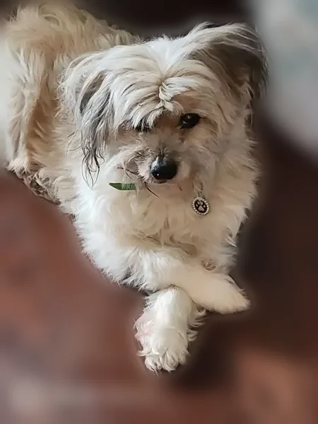 Lost dog, Spencer Avenue, 562, Gallatin - female terrier mix - photo