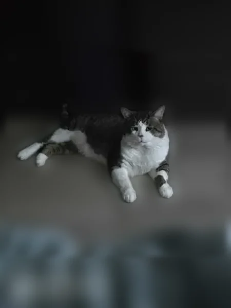 Lost cat, Campbell Avenue, 72, Barrie - male - photo