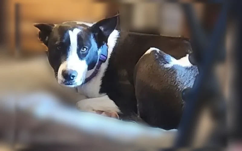 Lost dog, 31st Terrace, 3031, Van Buren, Van Buren - female, green faded collar with flowers - photo