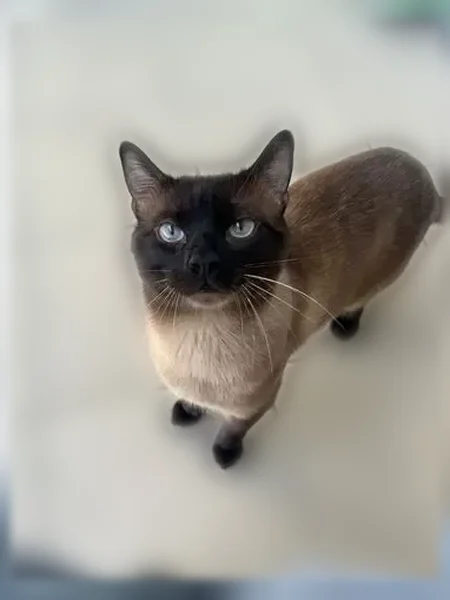 Chat perdu mâle, Rue de Reverdy, 77, Chartres, Marmagne - siamois aux yeux bleus - photo