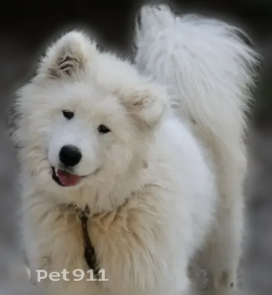 Chien perdu mâle, Chemin de la Grande Chaussée, 1030, Avignon, Villepinte - samoyed blanc de huit mois sans collier - photo