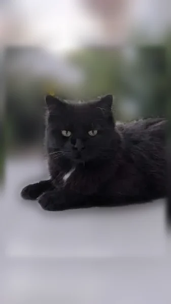 Perdu chat mâle, Rue Georges Charrier, 20, Nantes - noir smoké, poils mi-longs - photo