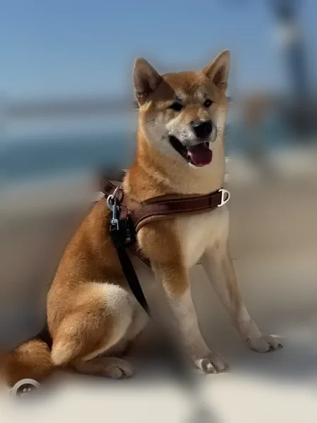 Chien perdu mâle, Rue des Libellules, 2, Quint-Fonsegrives, Balma - shiba inu roux craintif - photo