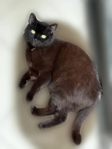Chat perdu, Rue du Général de Castelnau, 2, Saint-Affrique - femelle, noir de gouttière, yeux vert jaunes - photo