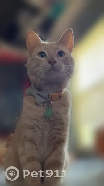 Lost cat, male, McKenna Road Northwest, 13816, Prior Lake - light orange tabby with orange stripes - photo