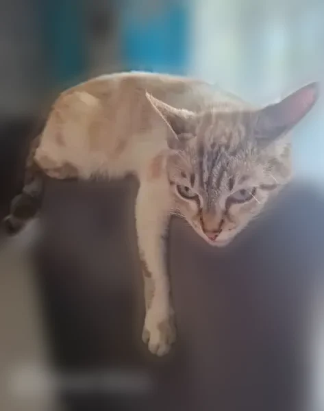 Perdu chat femelle, Place de Verdun, 9, Blagnac — croisée blanc gris, pucée - photo