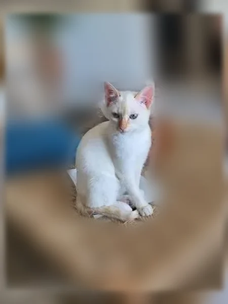 Chat perdu femelle, Rue Newton, 52, Calais - blanche et beige, yeux bleus - photo