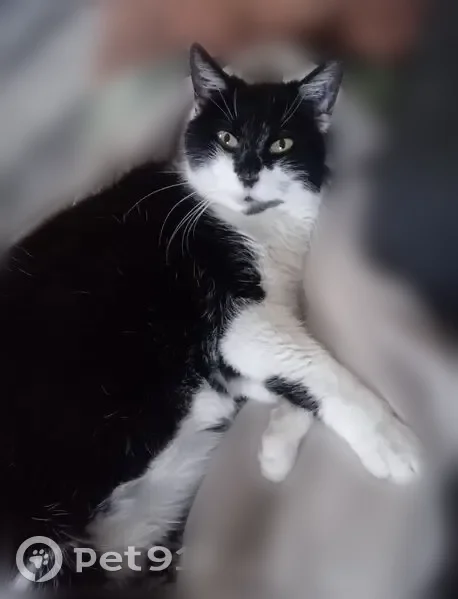 Chat perdu femelle, Rue du Lac, Crolles, Lyon - chatte noire et blanche, canine supérieure droite manquante - photo