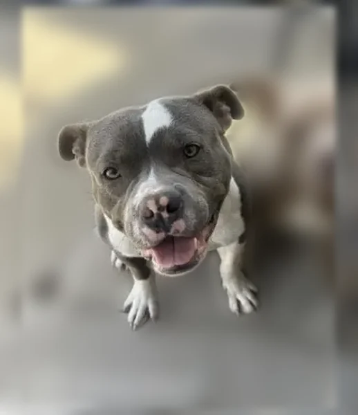 Lost dog, South 141st East Avenue, 3388, Tulsa - male, black with white markings - photo