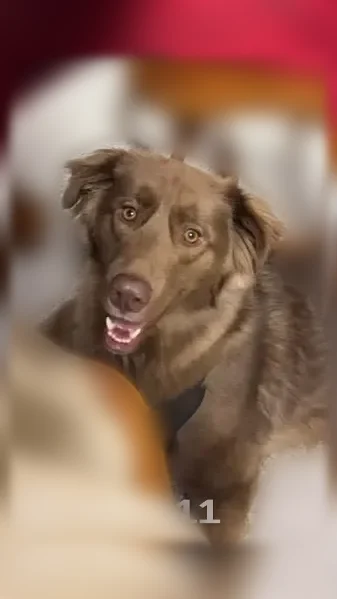 Lost dog male, Indiana 165, 6860, Owensville, Evansville - chocolate-colored Aussie mix - photo