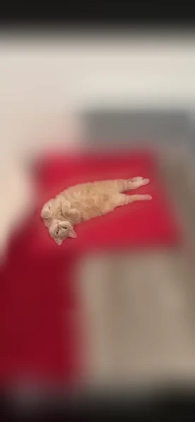 Chat perdu, Oisy-le-Verger — mâle, très peureux, hanches rasées - photo