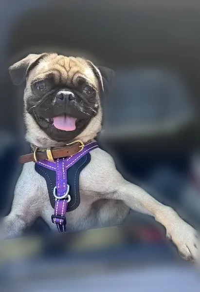Lost dog, Dover Place, 2911, Austin — female, pink harness - photo