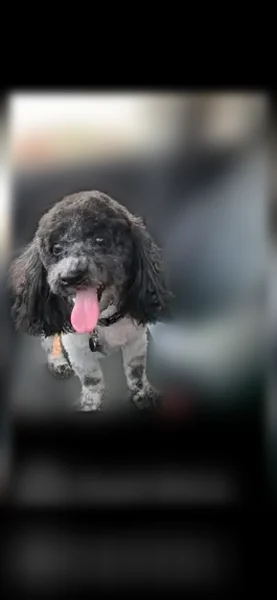 Lost dog, Riverbend, 31681, New Baltimore — male, black and white coat - photo