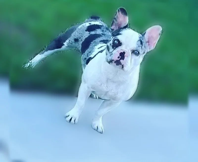 Lost dog, Ross Lanier Lane, 4509, Kissimmee, St. Cloud - female, deaf - photo