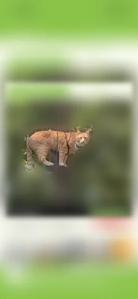 Lost cat, New Jersey 31, 66, Washington - male, long and lanky, white paws - photo