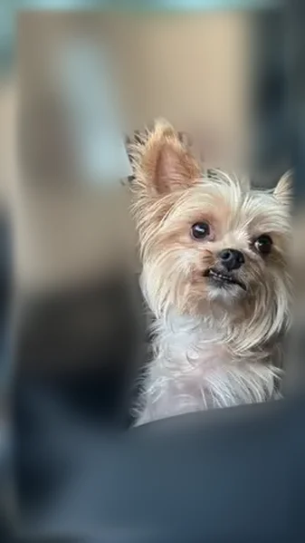Lost dog, Spicewood Circle, 1509, Harker Heights - female yorkie - photo