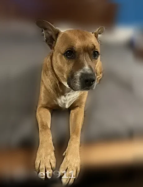 Lost dog, Williams Wharf Road, 5100, Saint Leonard, Chesapeake Beach — male pitbull mix, tan and white - photo