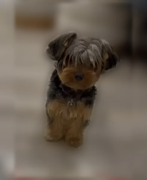 Lost dog, Siasconset - female, 7 months old - photo