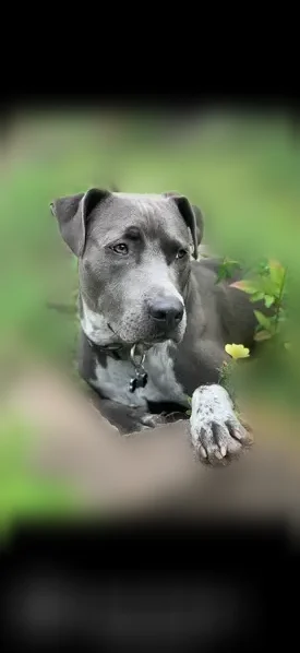 Lost dog, Usina Road, 3420, St. Augustine - male, pink collar - photo
