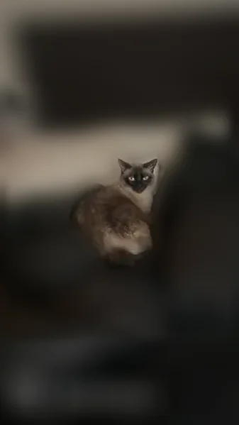 Lost cat, Blanco Road, 13330, San Antonio - male Siamese cat - photo