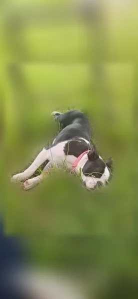 Lost dog, West 8th Street, 814, Ada, Seminole - female Boston terrier with a pink collar - photo