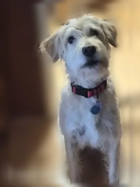 Lost dog, Rutherfordton, Kings Mountain - female, chipped - photo