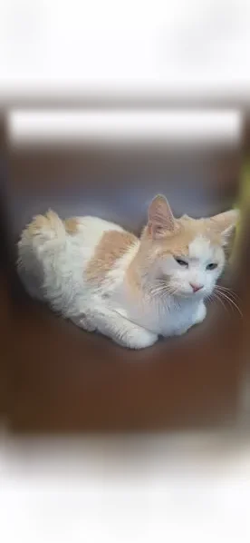 Lost cat, West Sunshine Butte Drive, 2724, San Tan Valley - male, white and tan with green eyes - photo