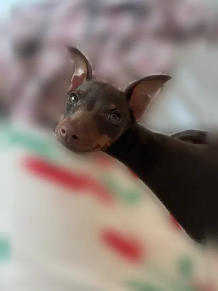 Lost dog, male, Southwest Stone Boulevard, Bentonville - brown miniature pincher with a green collar - photo