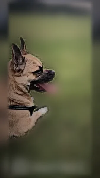 Lost dog, Northeast 20th Street, 913, Grand Prairie - male, tan/brown - photo