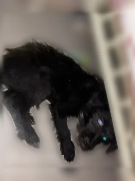 Lost dog, East Wyatt Street, Tucson - female terrier mix, small, all black with a white chest spot - photo