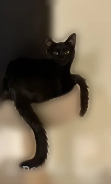 Lost cat, Polynesian Lane, 6597, Glen Burnie - female black cat with yellow eyes - photo