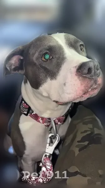 Lost dog, Kerr Parkway, 50, Lake Oswego - grey and white pitbull with a patchy tail - photo
