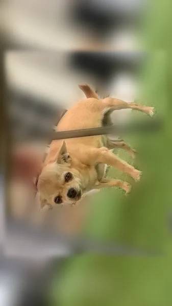 Chien perdu, Avenue Jean-Jacques Rousseau, 149, Carrières-sur-Seine - femelle chihuahua beige/caramel - photo
