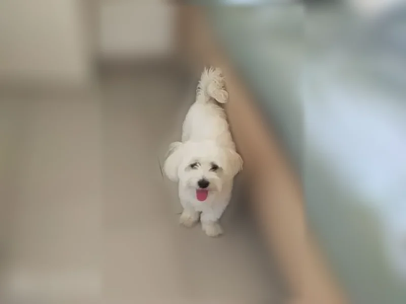 Chien perdu mâle, Impasse Jacquard, 110B, Castelnau-le-Lez - bichon blanc, 1 an - photo