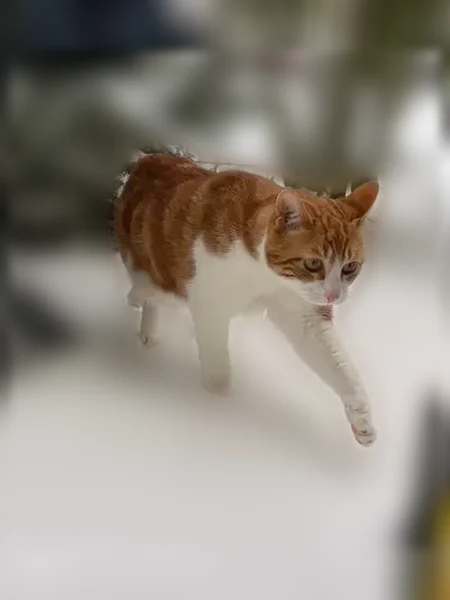 Chat perdu mâle, Rue Claude Mouchel, 34, Villabé, Paris - roux et blanc, tache blanche au dos - photo