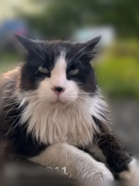 Chat perdu, Rue du Docteur Schweitzer, Metz - très gentille et câline - photo