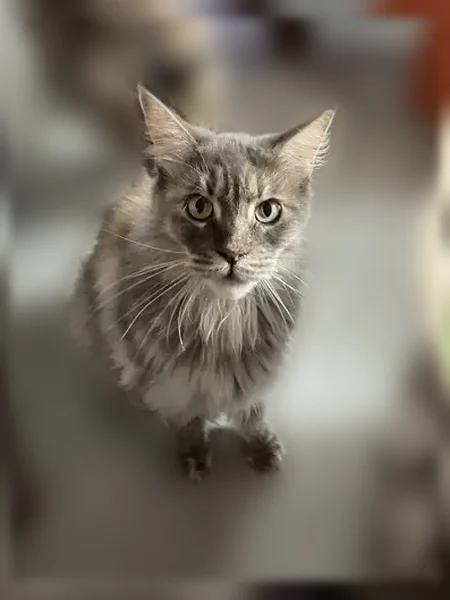Perdu chat femelle, Allée des Lilas, 5, Ayen, Objat - Maine Coon tricolore - photo