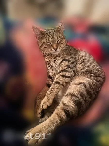 Chat perdu, femelle, Lille - tigrée et peureuse - photo