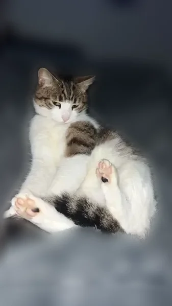 Chat perdu, Avenue Marx Dormoy, 120, Champigny-sur-Marne — femelle, deux taches noires sur les pattes arrière - photo