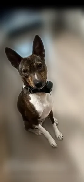 Lost dog, male, Dallas Parkway, 15480, Dallas - brindle and white with a remote collar - photo