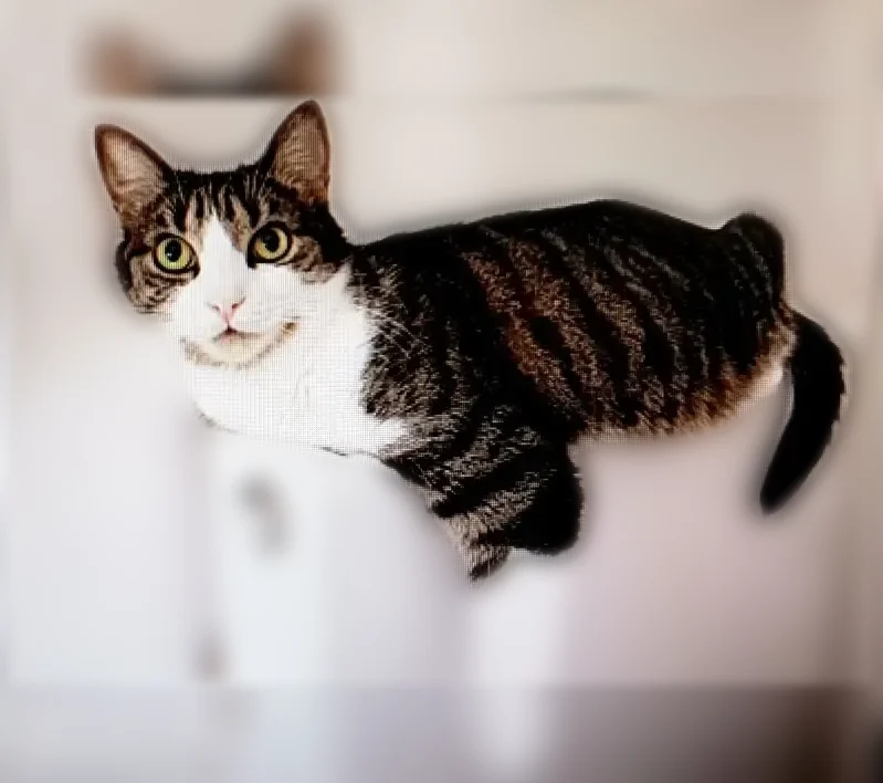 Chat perdu mâle, Rue du 11 Novembre, 1, Villejuif - tigré, castré et pucé - photo