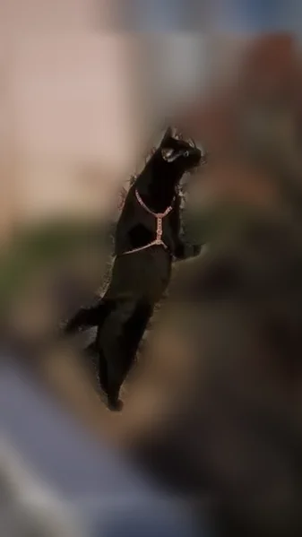Chat perdu mâle, Rue d'Anjou, Ombrée d'Anjou, Pouancé - tout noir - photo
