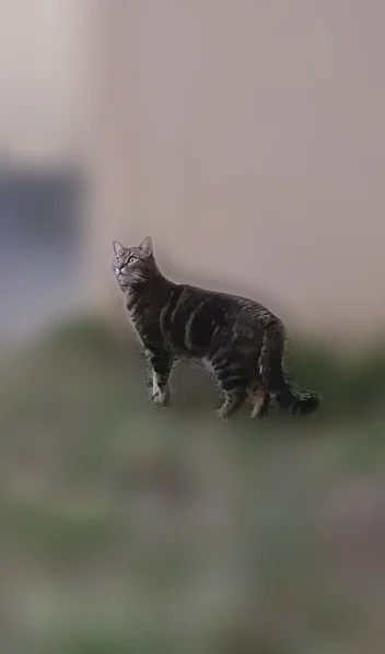Chat perdu, Rue Saint-Blaise, 10, Bagnères-de-Bigorre, Paris - femelle tigrée, pucée - photo