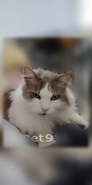 Chat perdu mâle, Montreuil, 11, Montauban-de-Bretagne - gris et blanc - photo
