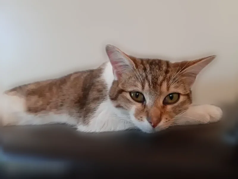 Chat perdu mâle, Boulevard Haguenau, 17, Marseille - plaie au cou - photo