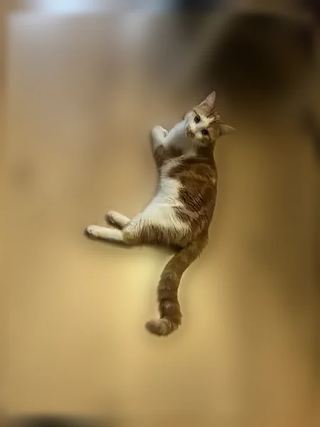 Chat perdu mâle, Rue de Neuilly, 55, Puteaux - roux et blanc - photo