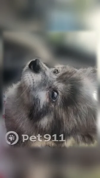 Found dog, Pointe Royale Drive, 142, Wichita — possibly deaf - photo