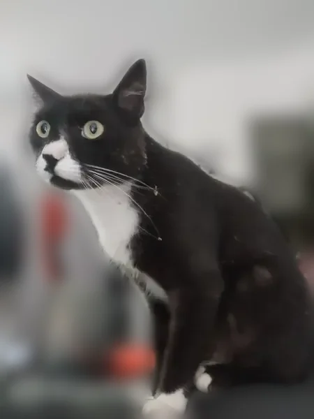 Chat perdu mâle, Boulevard Aristide Briand, Muret, Paris — blessure à la patte avant gauche - photo